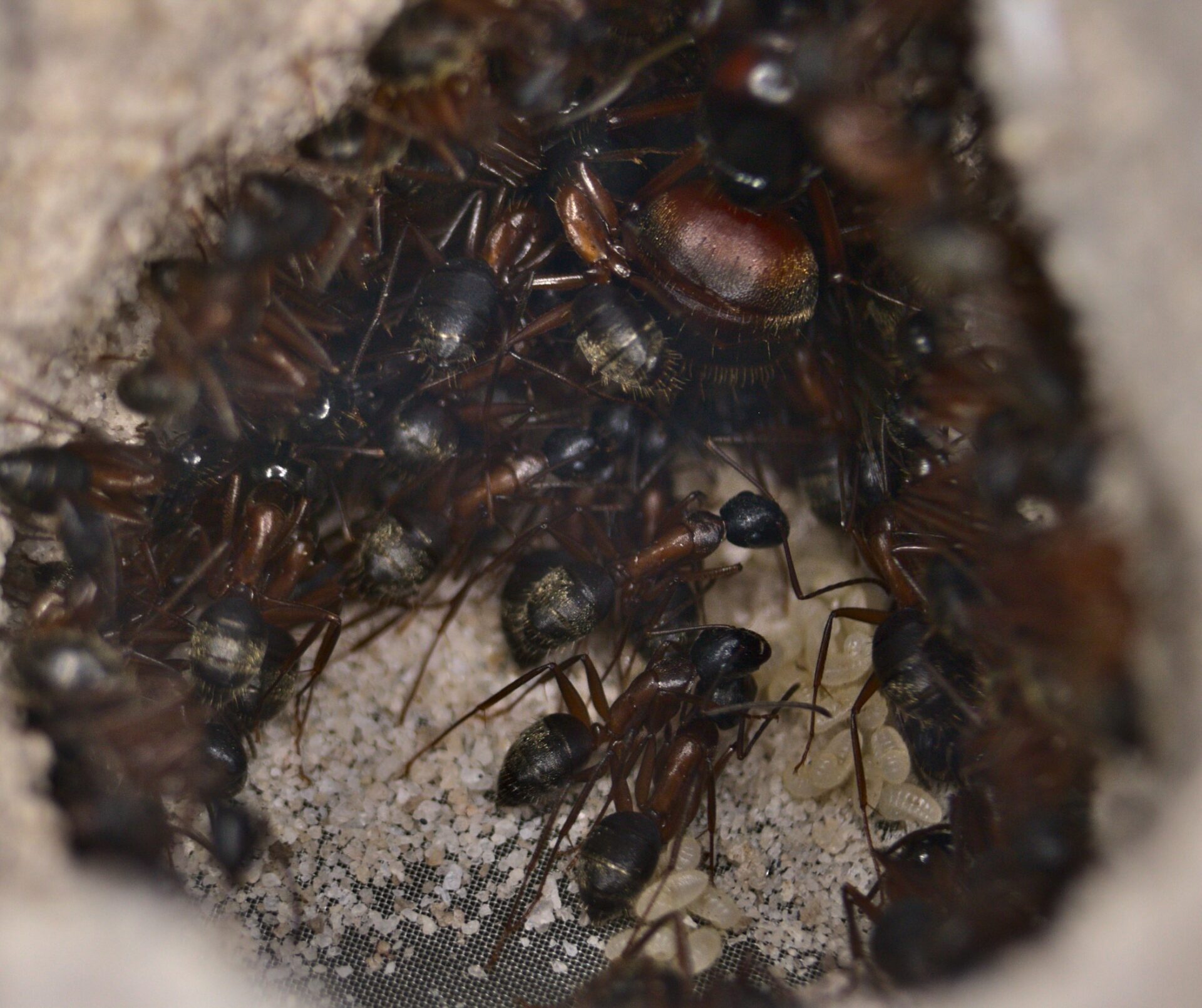 Camponotus chromaiodes workers caring for brood.