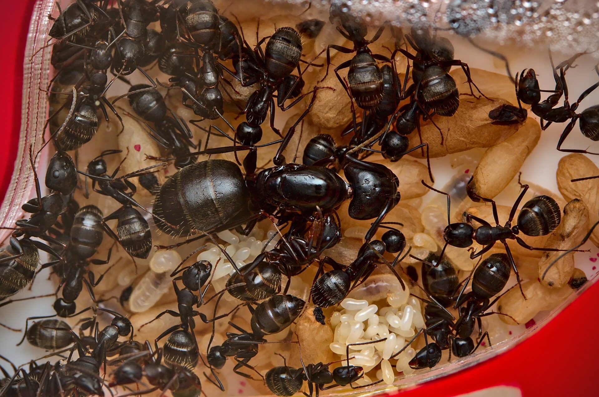 A Camponotus pennsylvanicus queen and section of her colony in a Log Nest Medium.