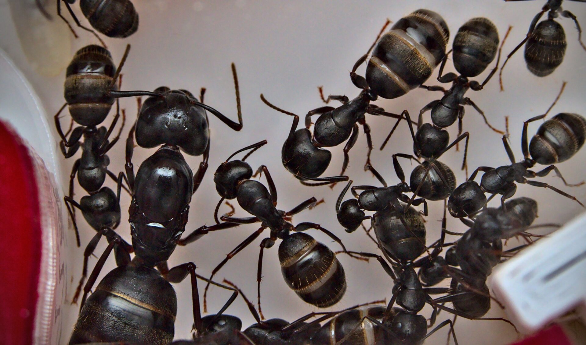 A Camponotus pennsylvanicus queen with her colony.