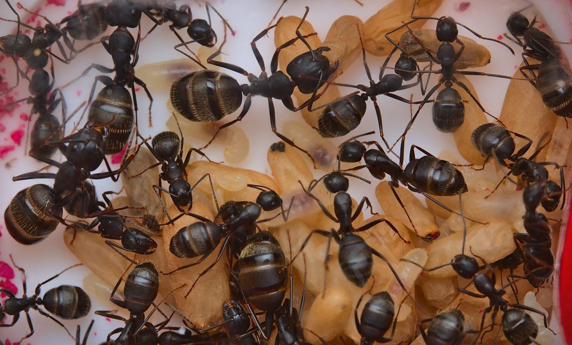 Camponotus pennsylvanicus workers caring for brood.