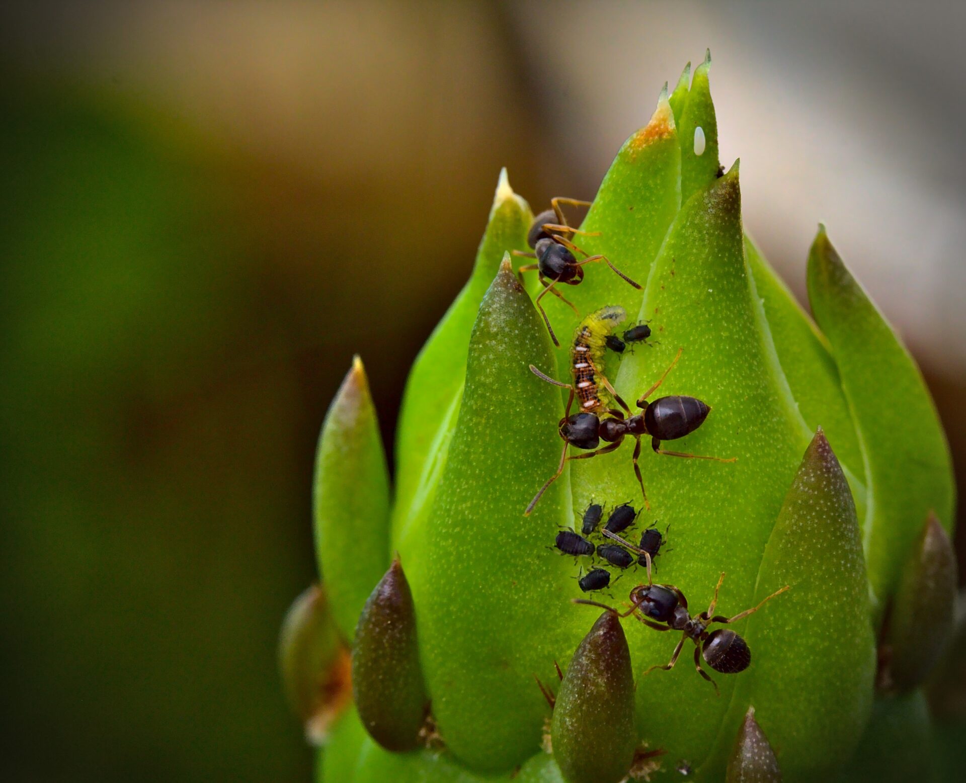 Lasius neoniger workers tend to aphids on the bud of a Prickly Pear flower.