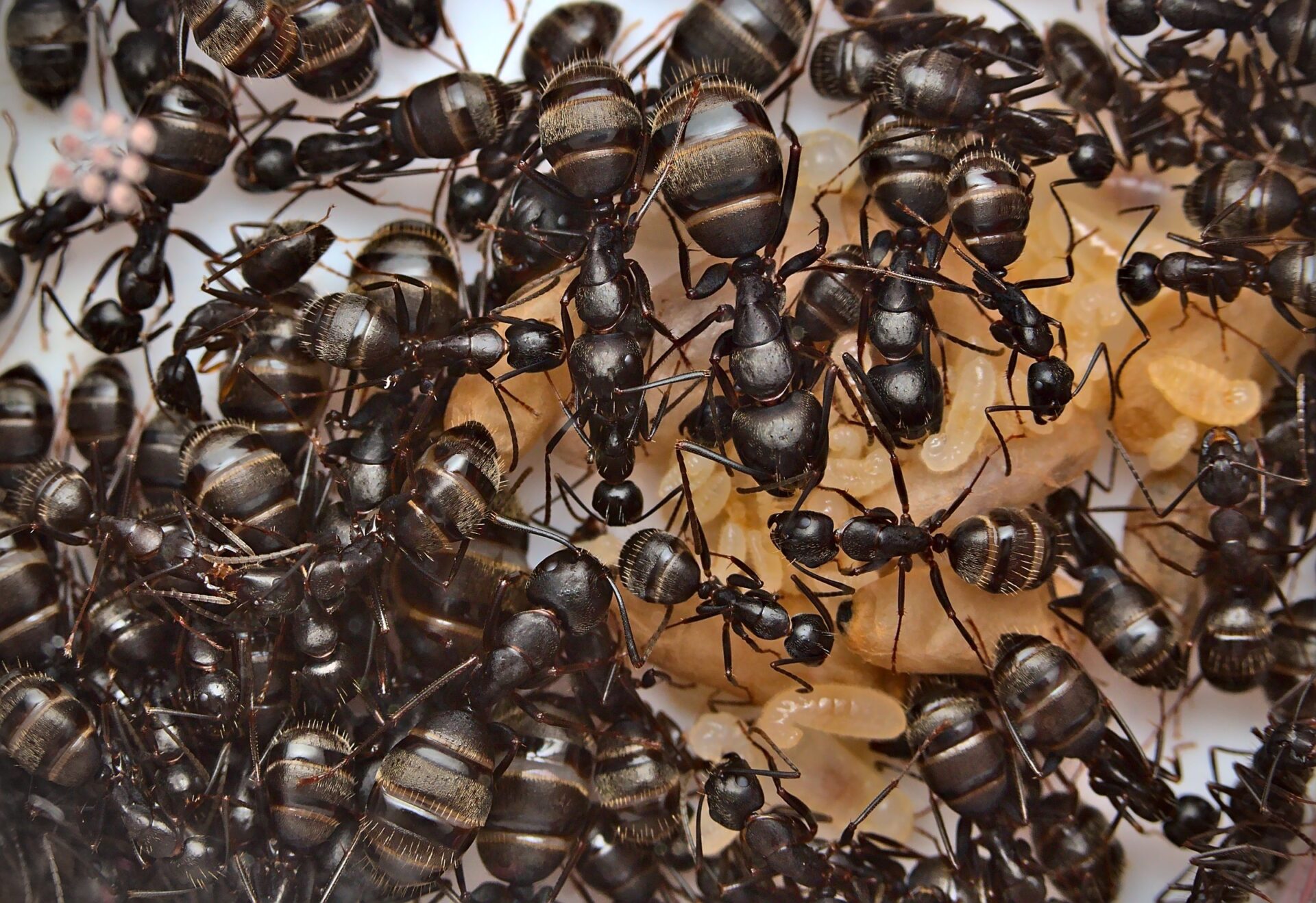 Camponotus pennsylvanicus workers caring for their brood.
