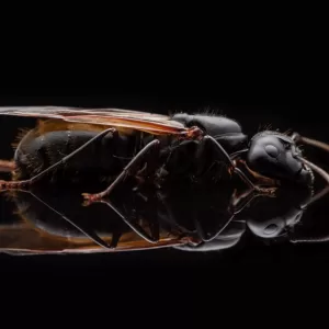 A winged Camponotus pennsylvanicus queen.