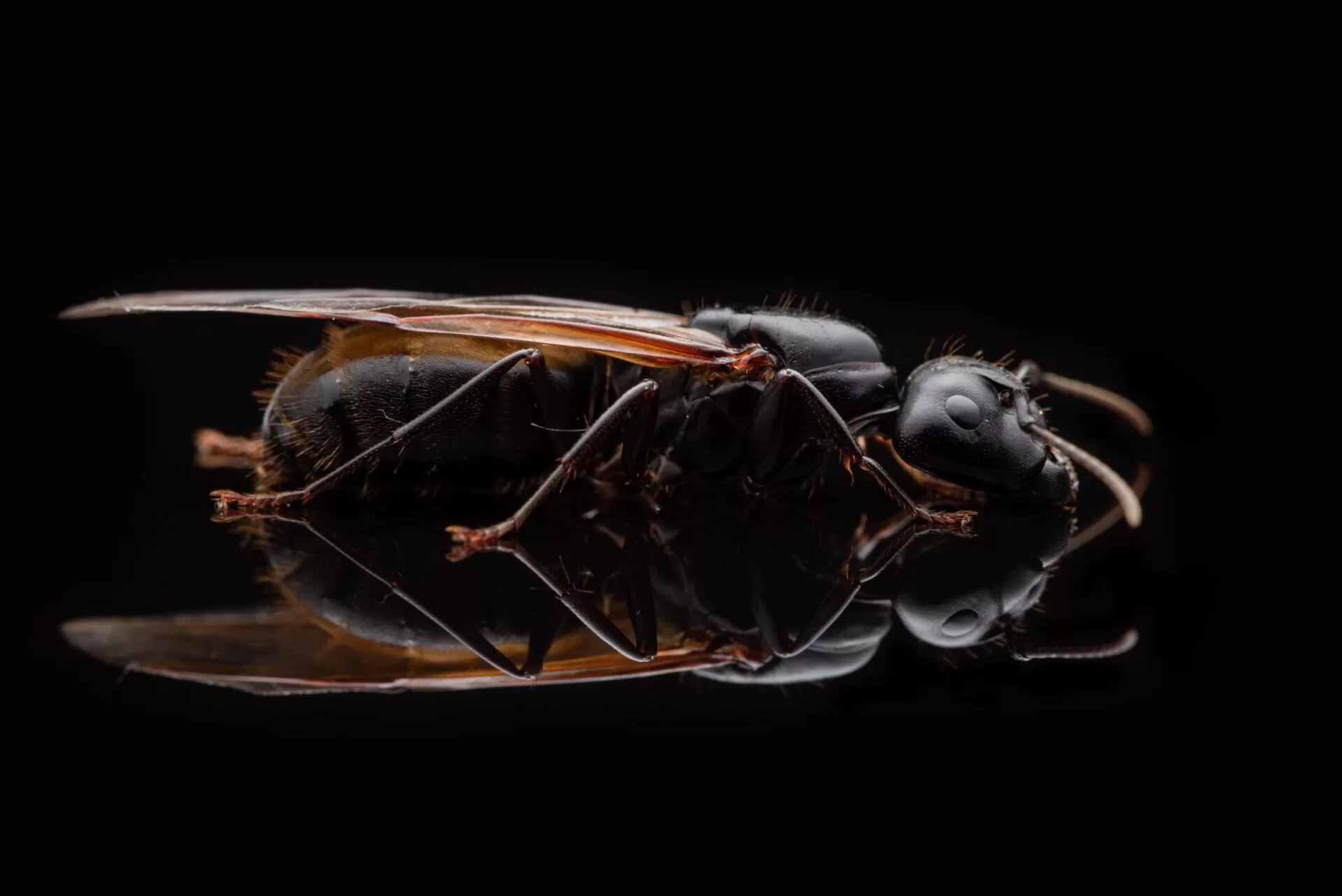 A winged Camponotus pennsylvanicus queen.