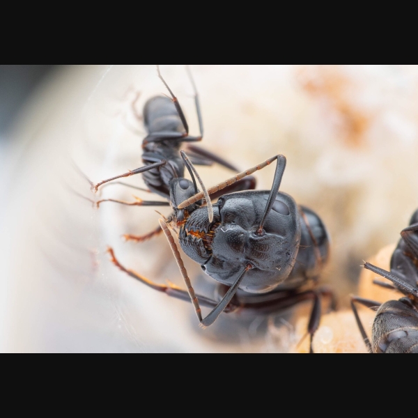 A Camponotus pennsylvanicus worker and queen perform trophillaxis.