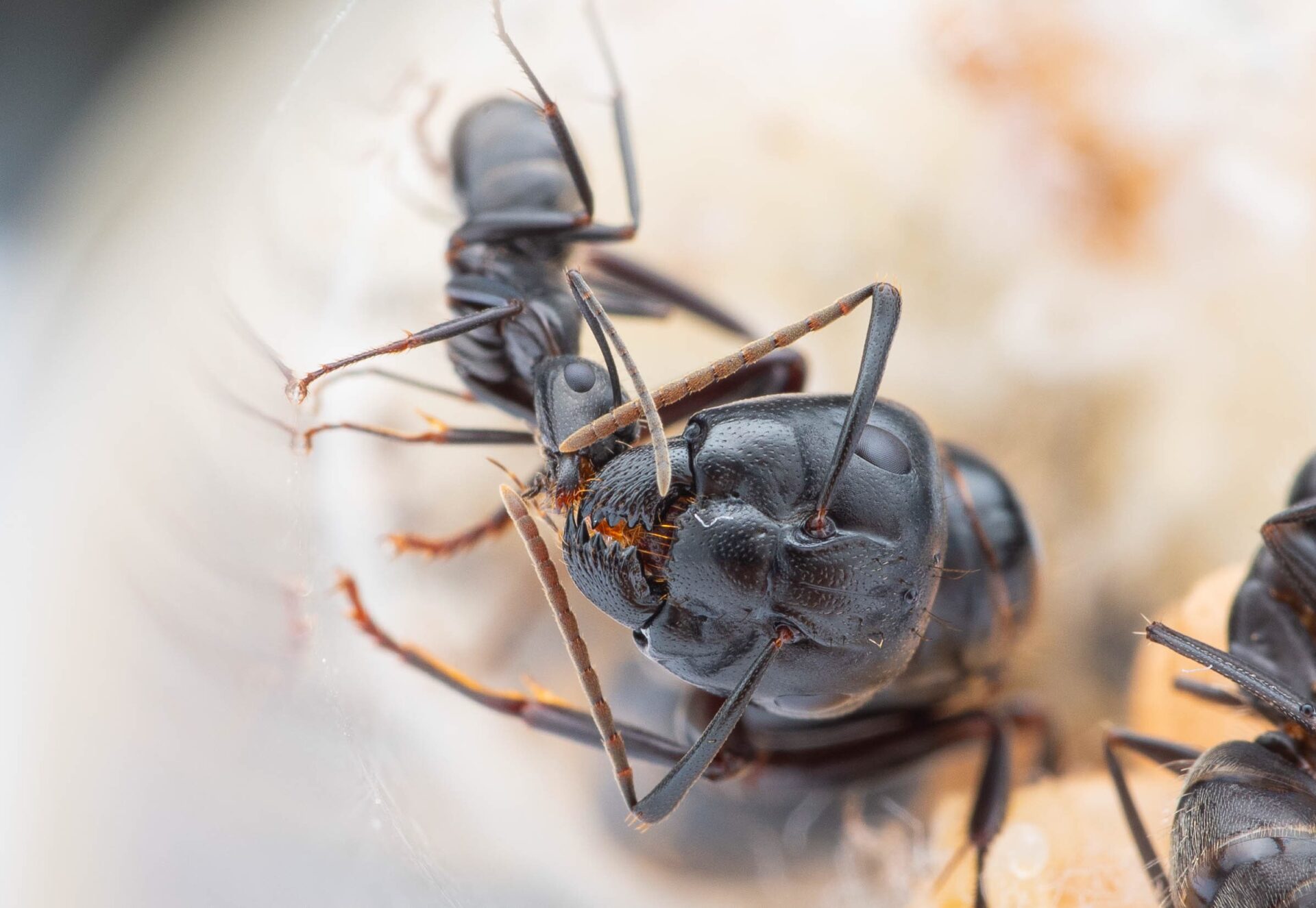 A Camponotus pennsylvanicus worker and queen perform trophillaxis.