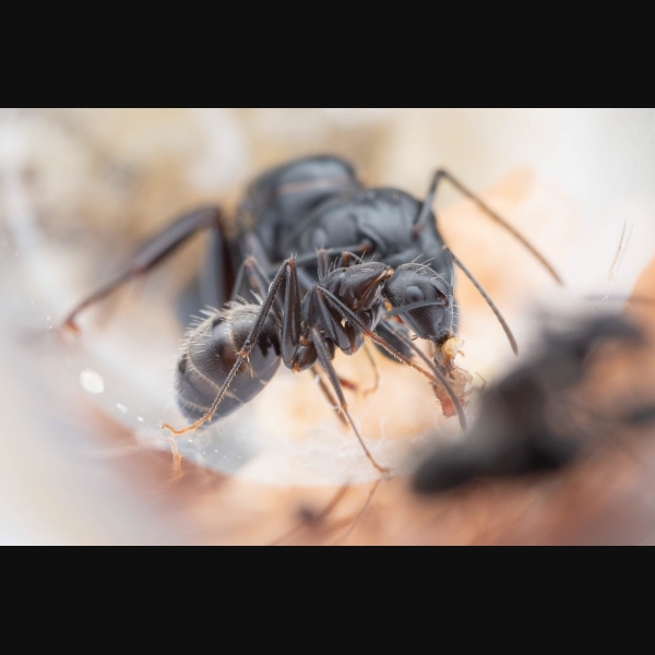 A Camponotus pennsylvanicus nanitic eats a fruit fly. Photo courtesy of Max Hike.