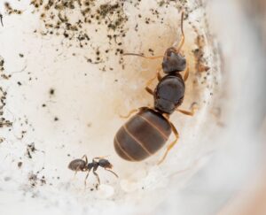 A Lasius americanus queen and worker.