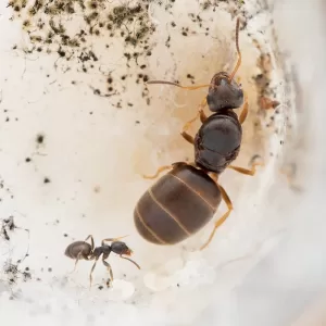 A Lasius americanus queen and worker.