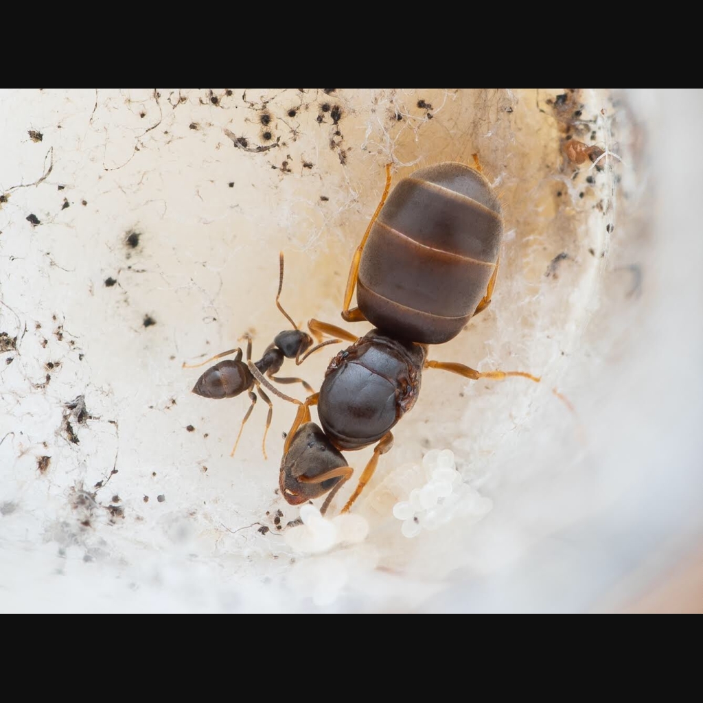 An incipient Lasius americanus colony.