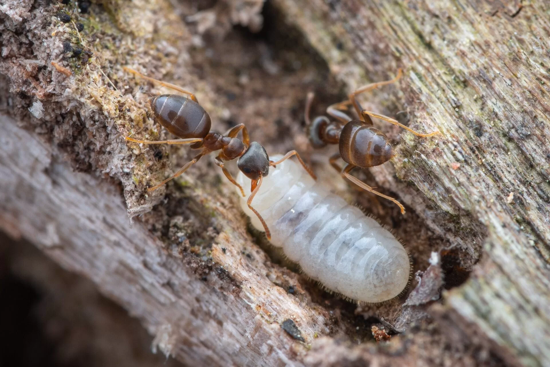 A Lasius americanus worker carries an alate larva.