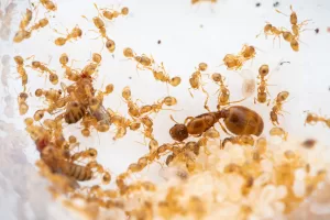 Solenopsis molesta