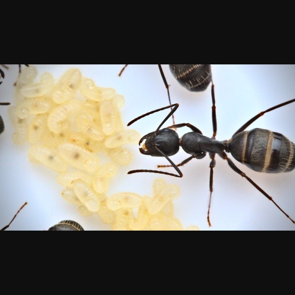 A Camponotus pennsylvanicus worker tends to larvae.