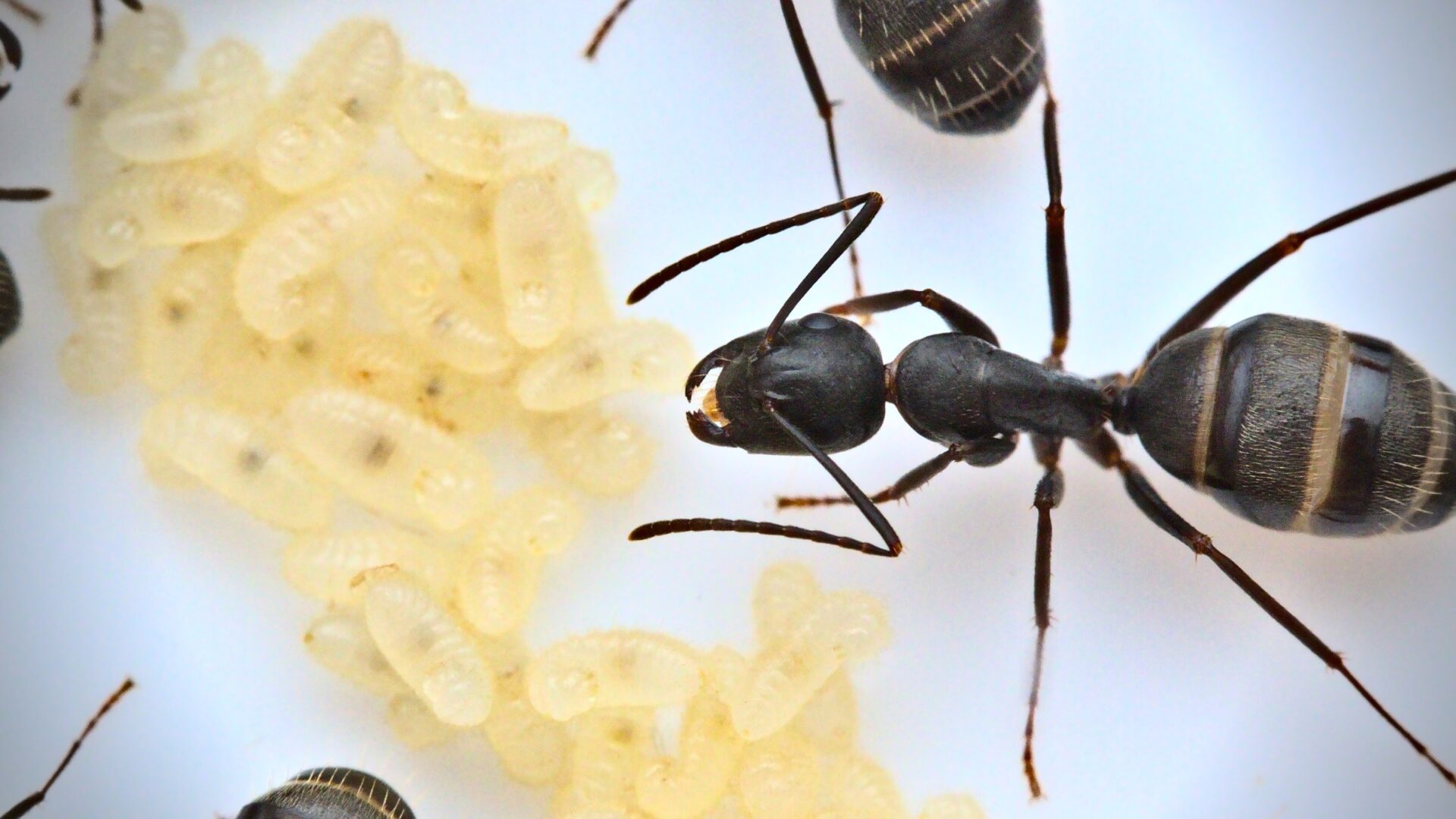 A Camponotus pennsylvanicus worker tends to larvae.