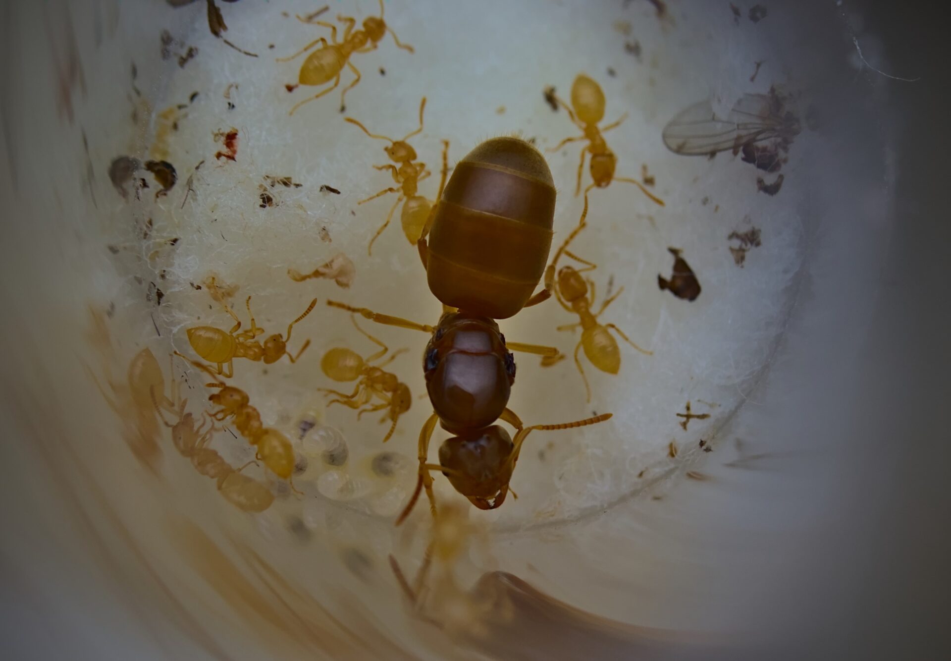 A small Lasius brevicornis colony with one queen.