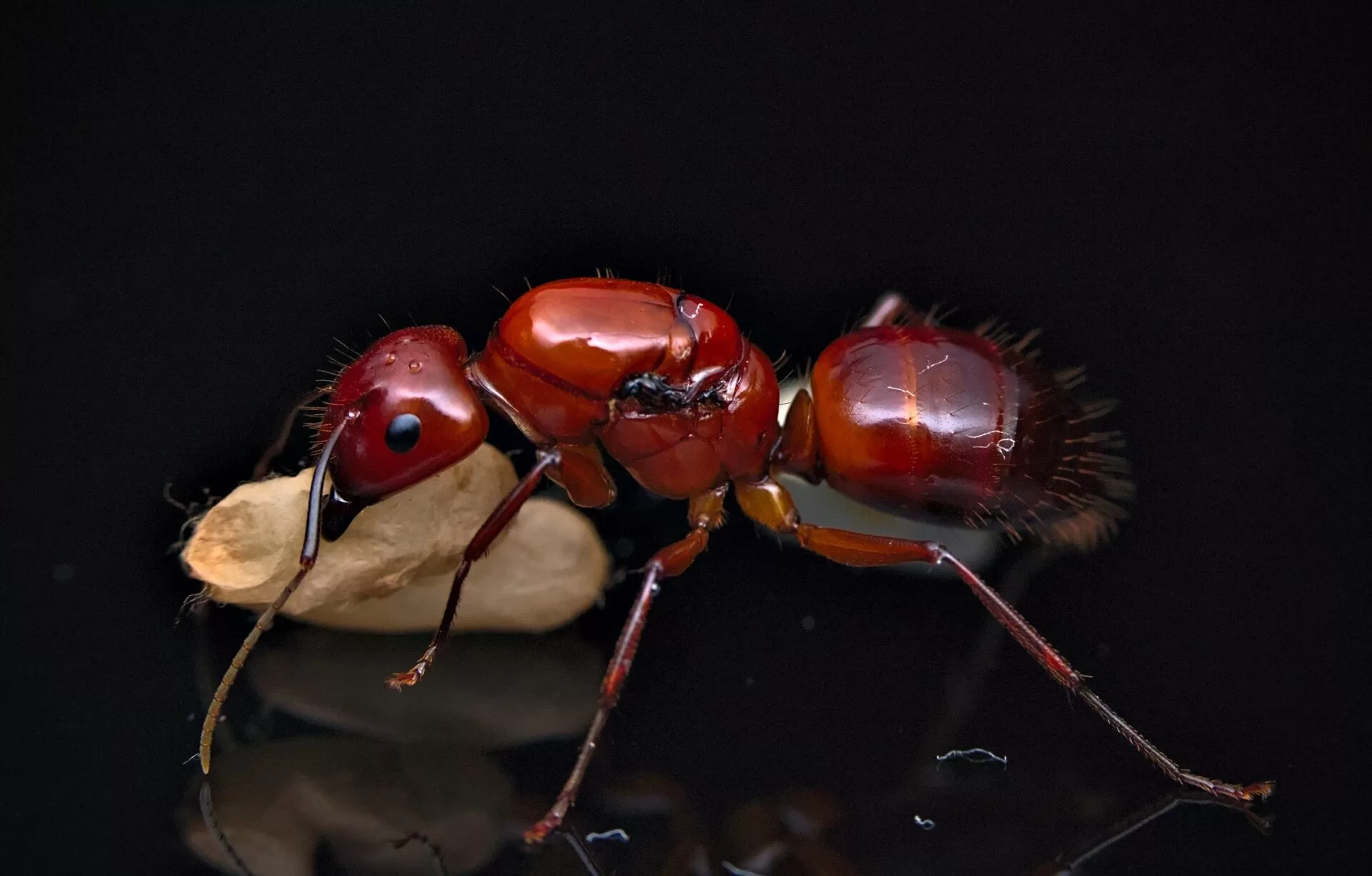 A Camponotus castaneus queen carries a pupa.