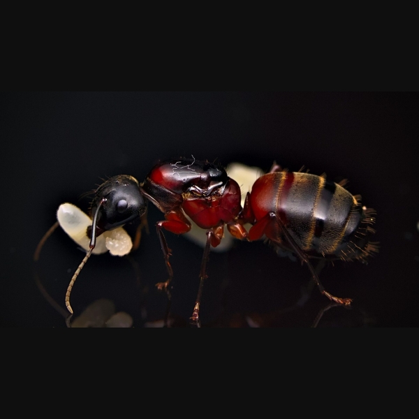 A Camponotus chromaiodes queen carries her larvae.