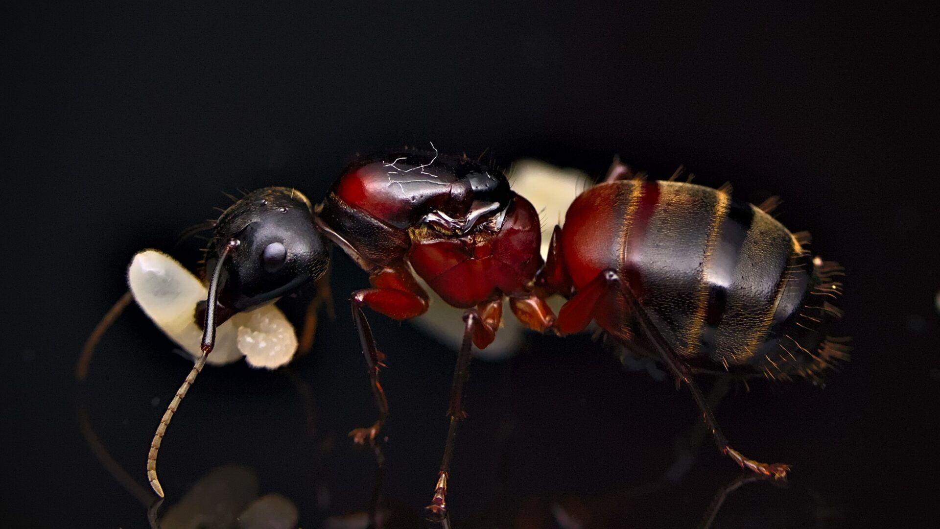 A Camponotus chromaiodes queen carries her larvae.