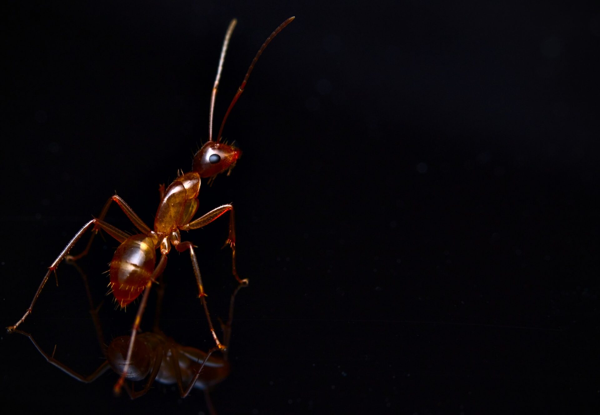 A Camponotus castaneus worker.