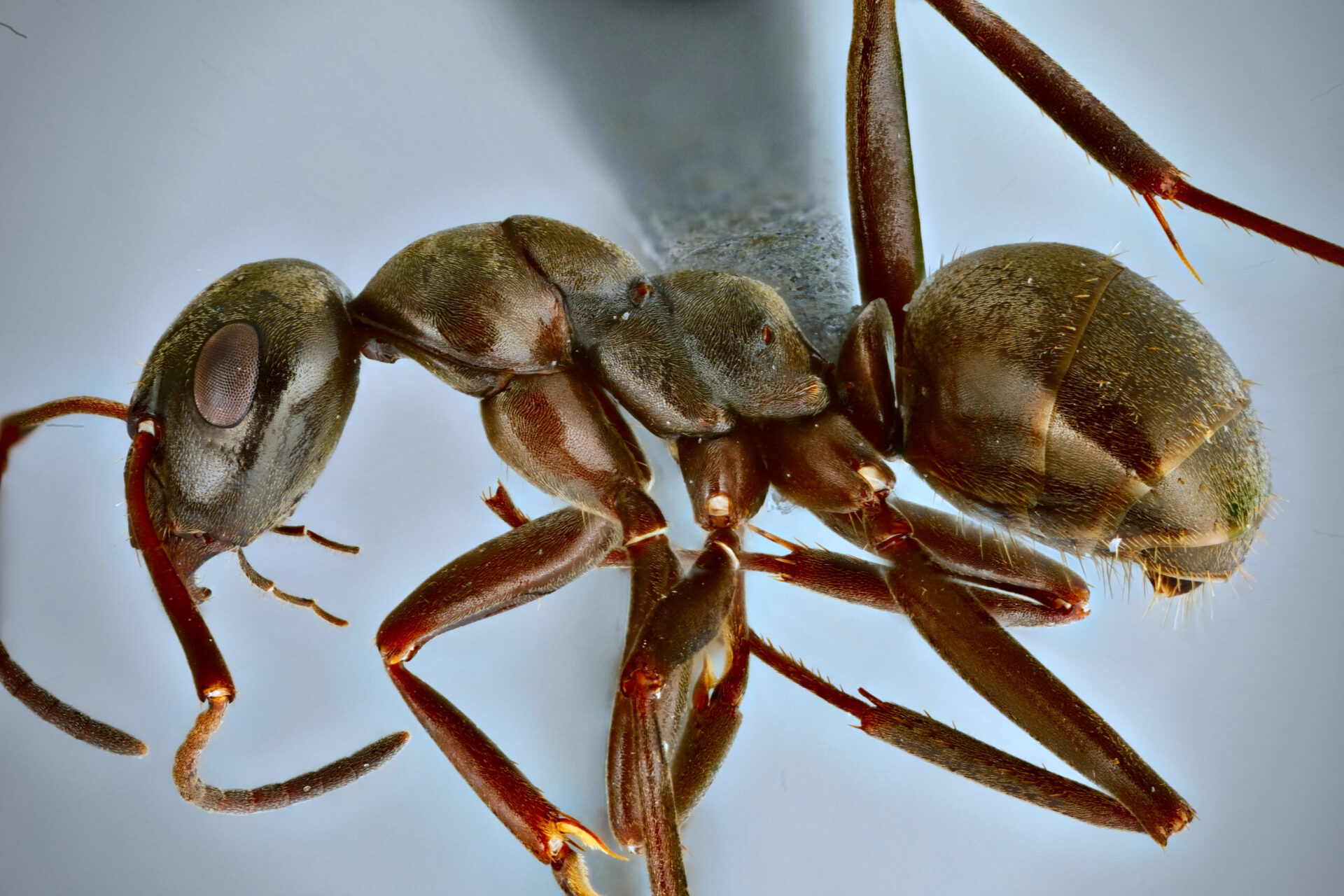 A Formica specimen, note the bumpy mesosoma.