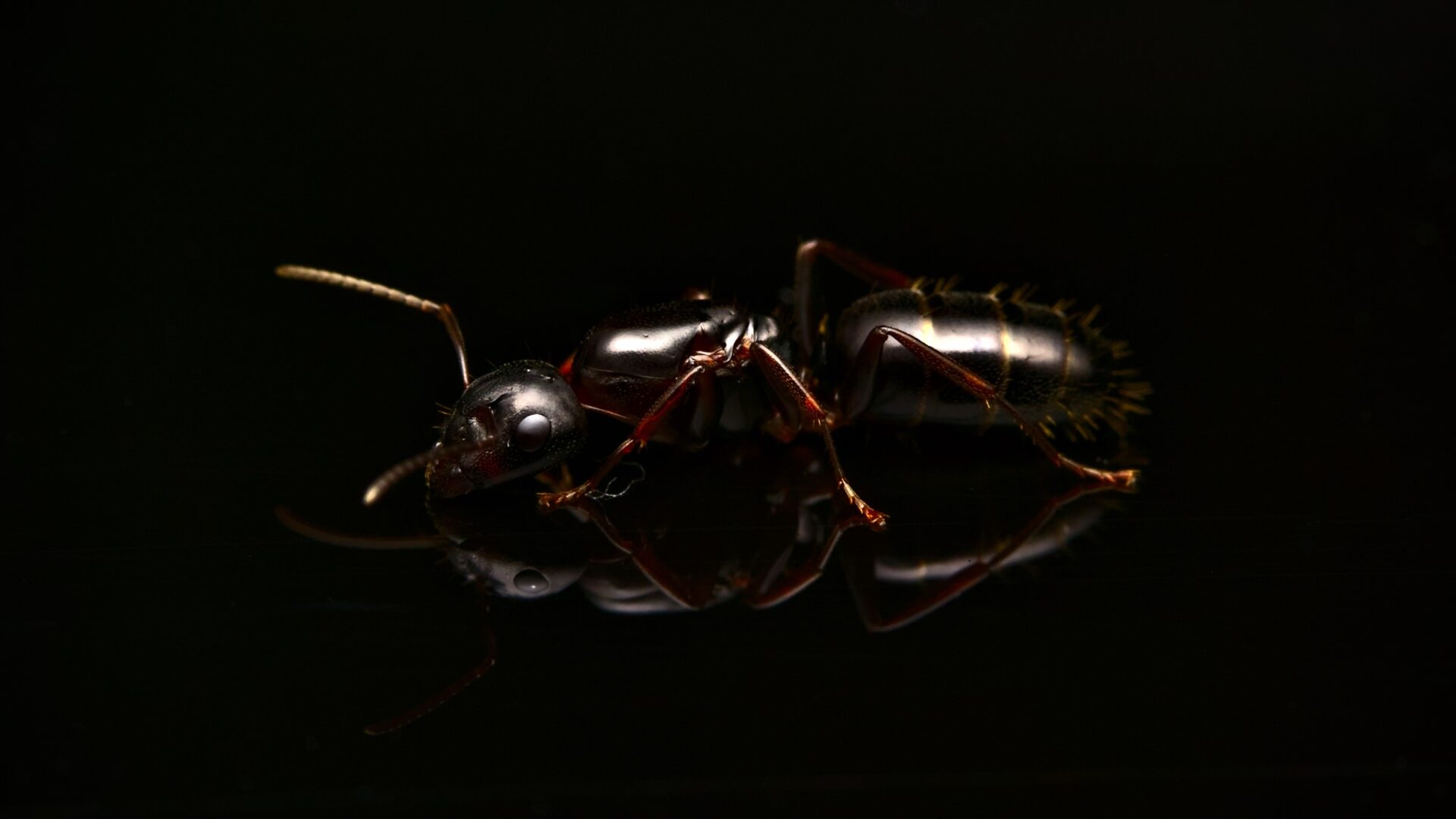A Camponotus nearcticus queen.
