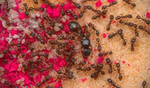 A Tetramorium immigrans queen with her colony.