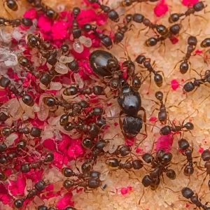 A Tetramorium immigrans queen with her colony.