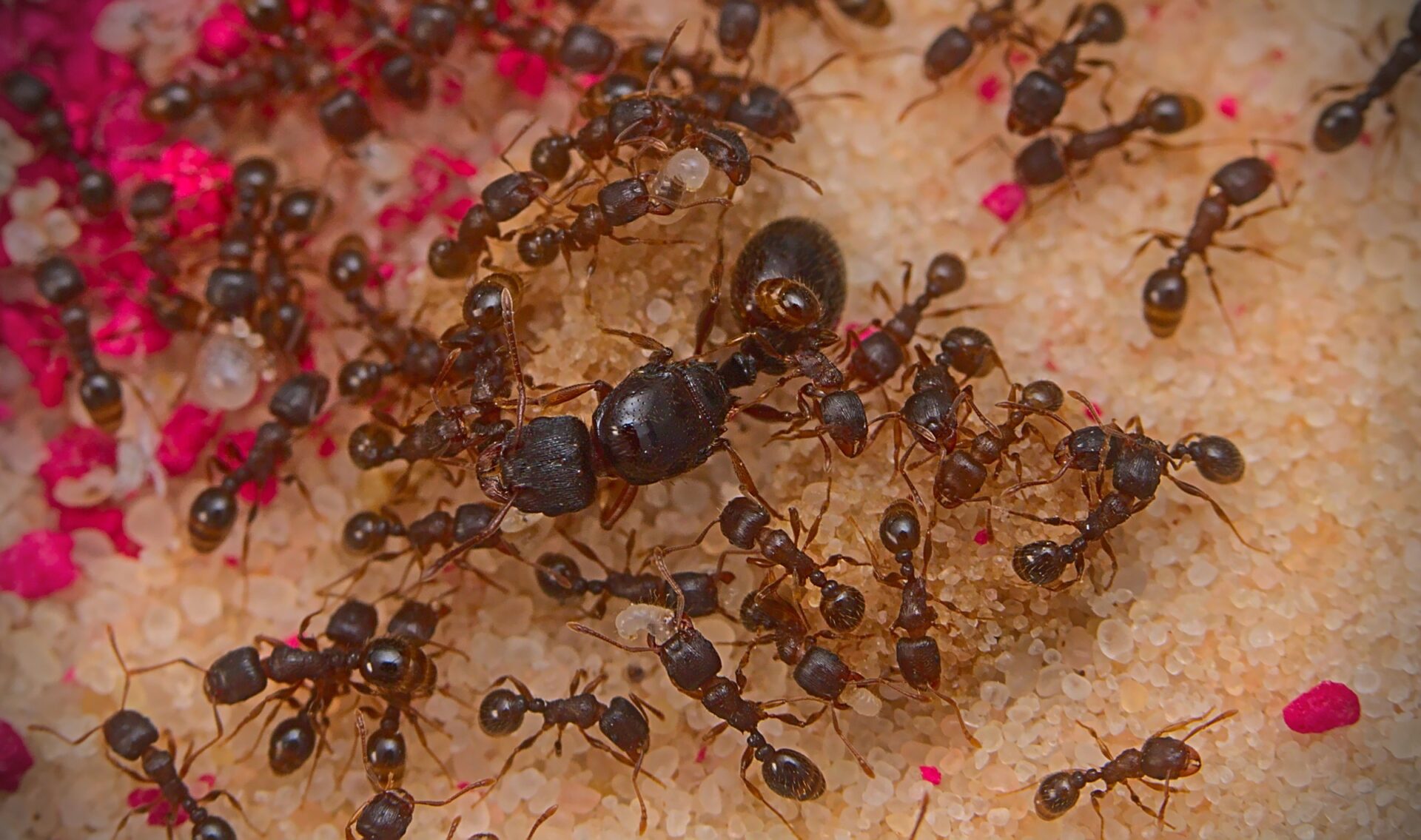A Tetramorium immigrans queen with her colony.