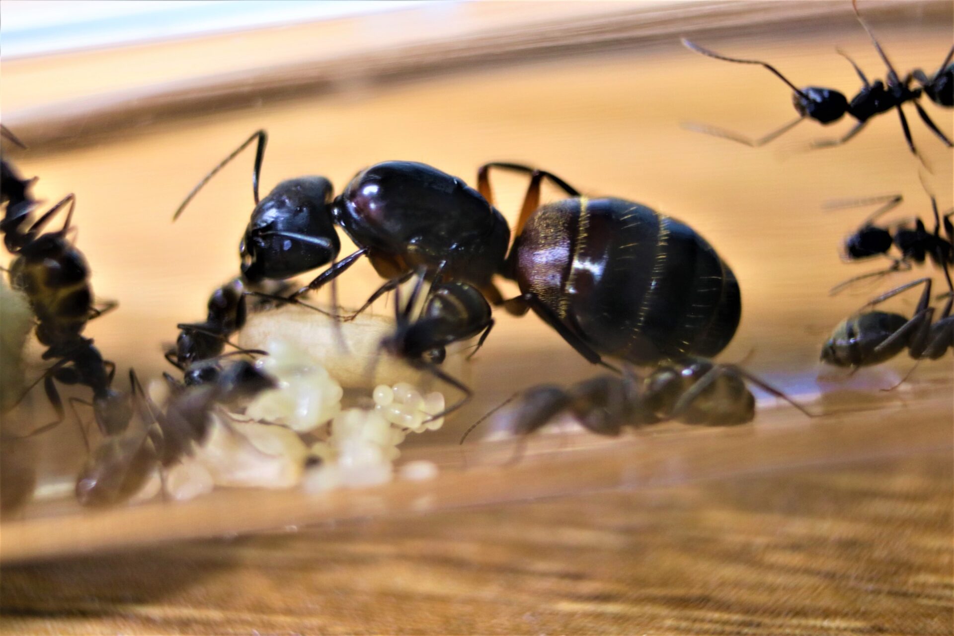 A dark morph C. chromaiodes queen.