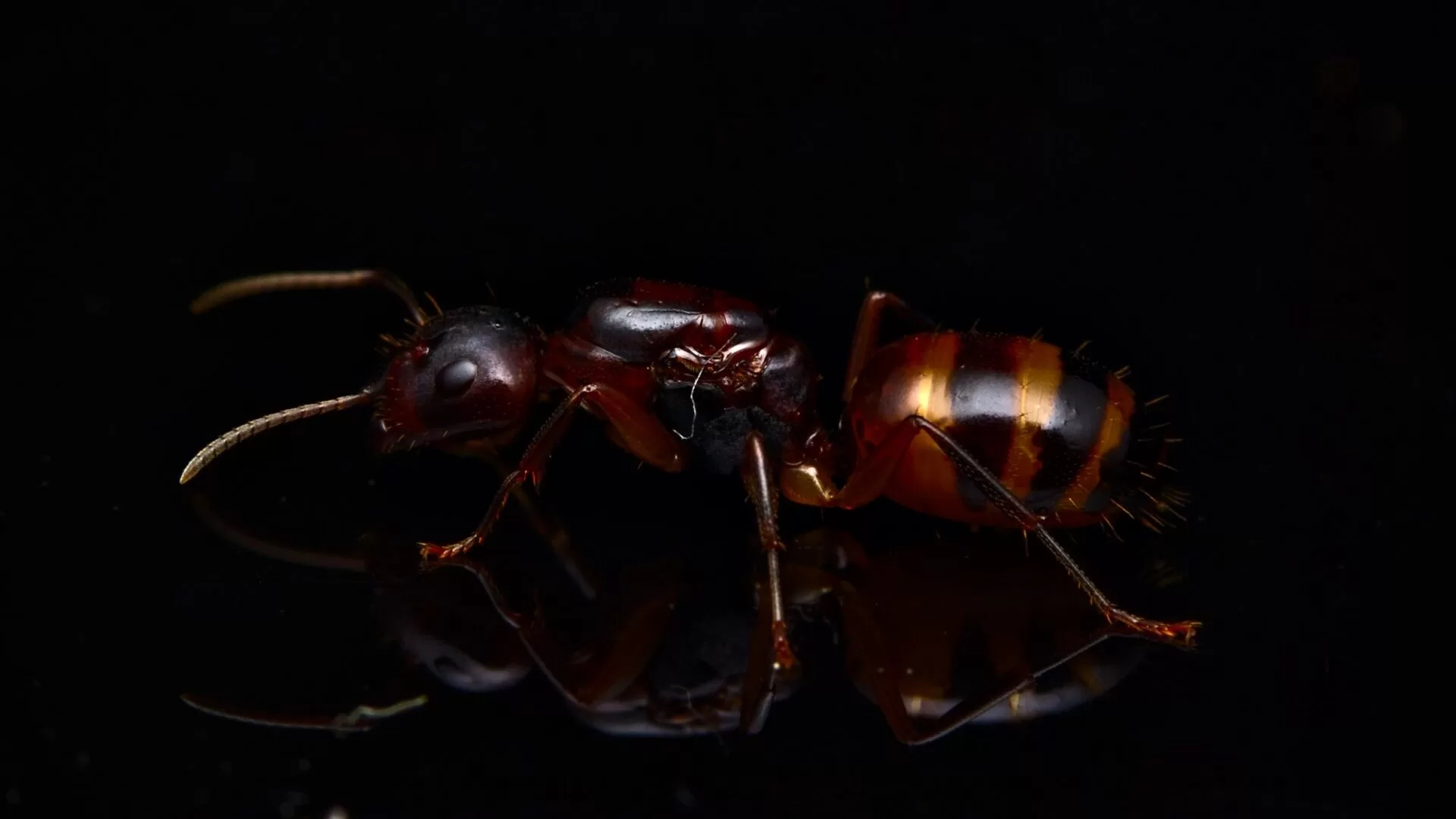 A Camponotus subbarbatus queen.
