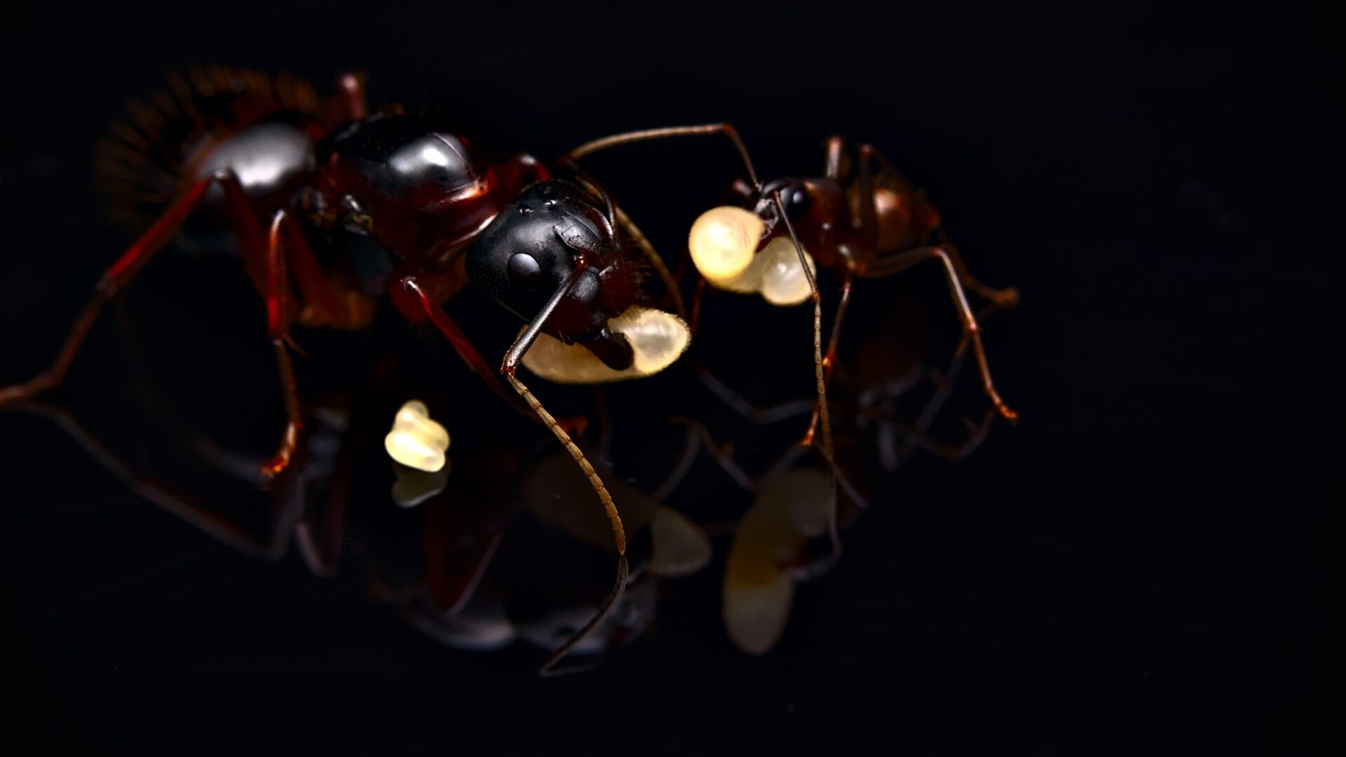A Camponotus americanus queen.