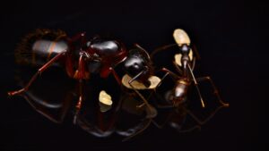 A Camponotus americanus queen.