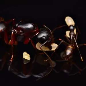 A Camponotus americanus queen.