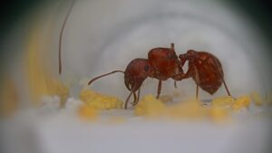 A Pogonomyrmex occidentalis queen.