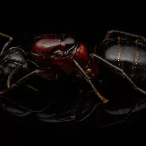 A Camponotus noveboracensis queen.