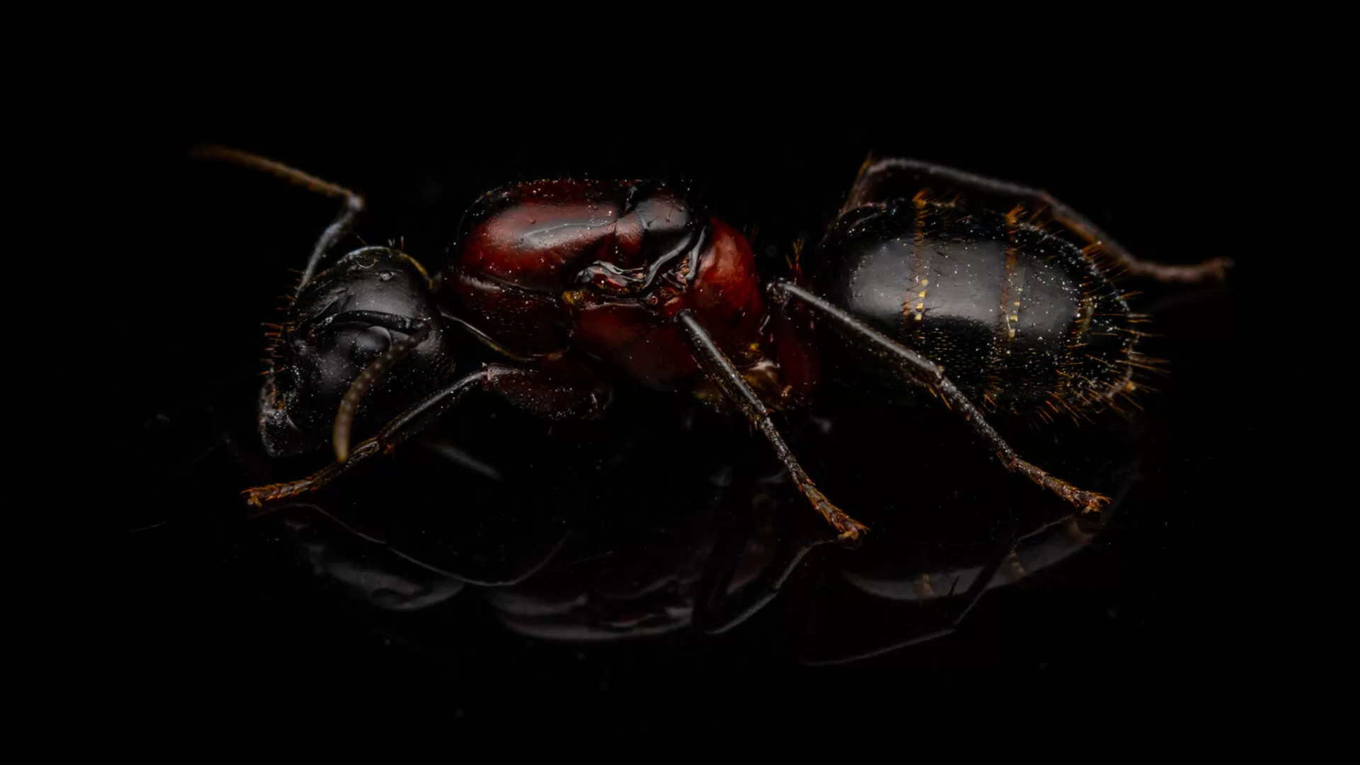 A Camponotus noveboracensis queen.