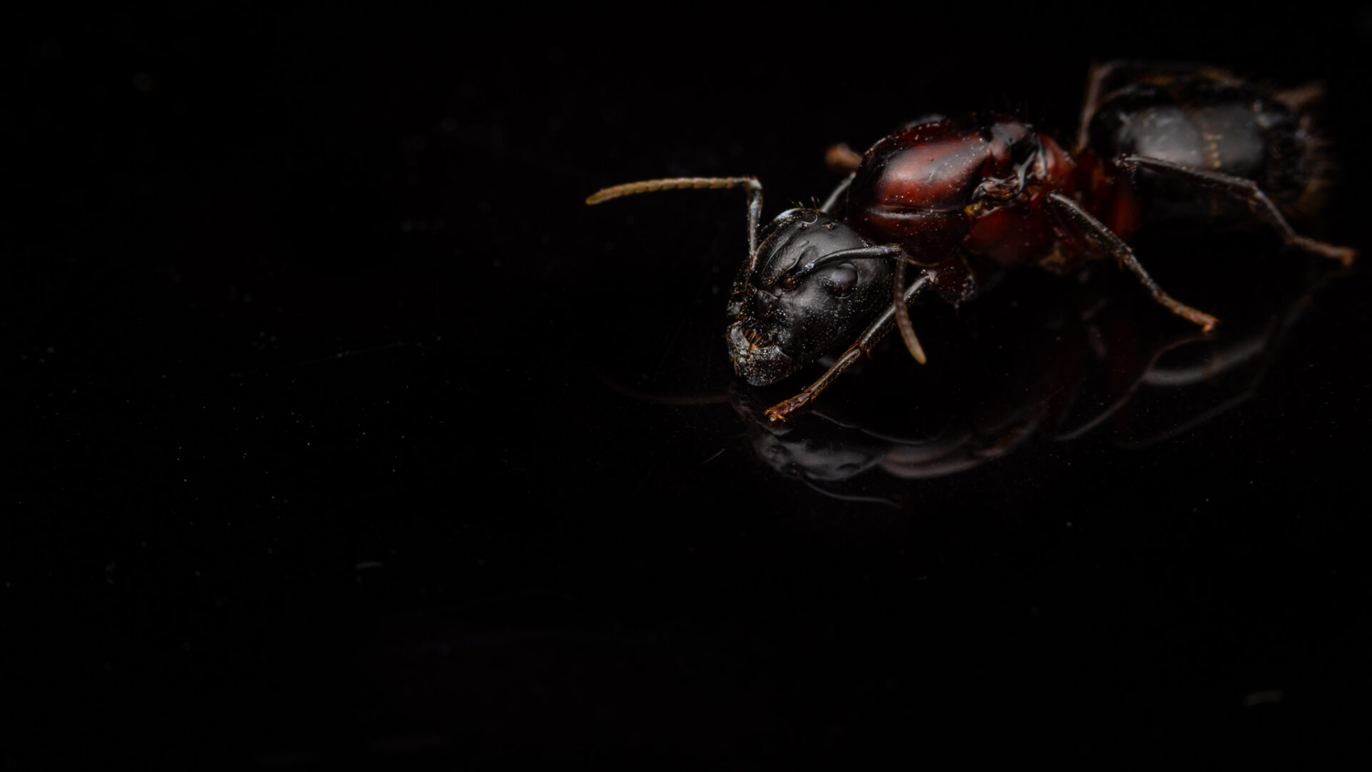 A Camponotus noveborascensis queen.