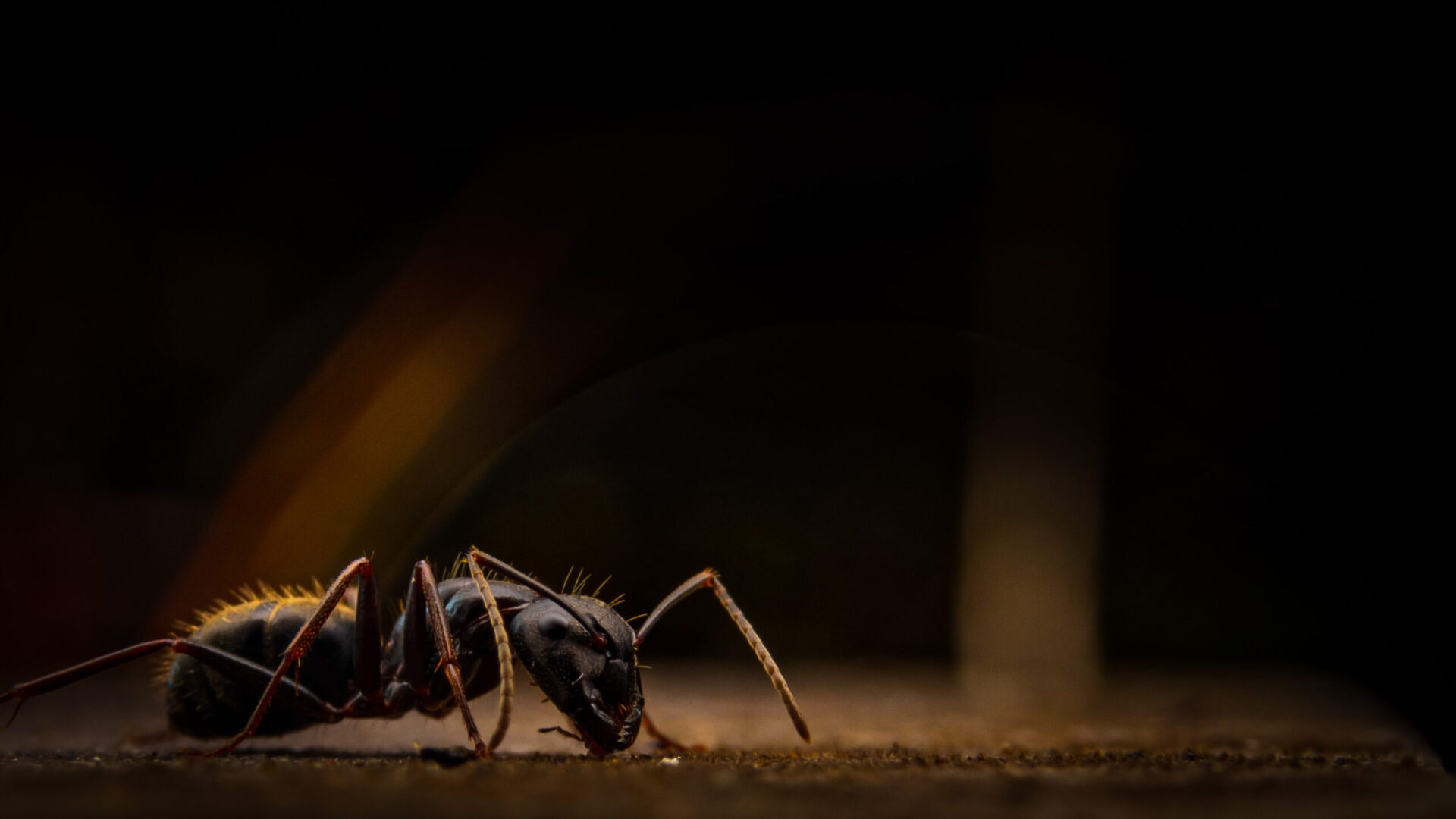 A Camponotus pennsylvanicus worker searches for food.
