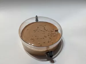 Petri Dish Formicarium