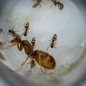 A small Lasius neoniger colony.