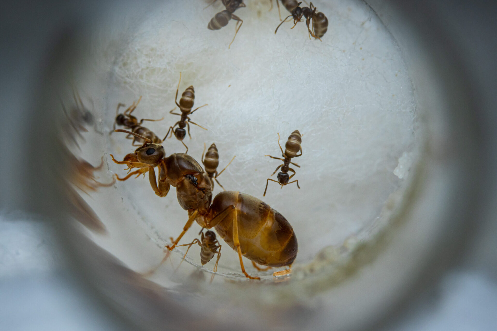 A small Lasius neoniger colony.