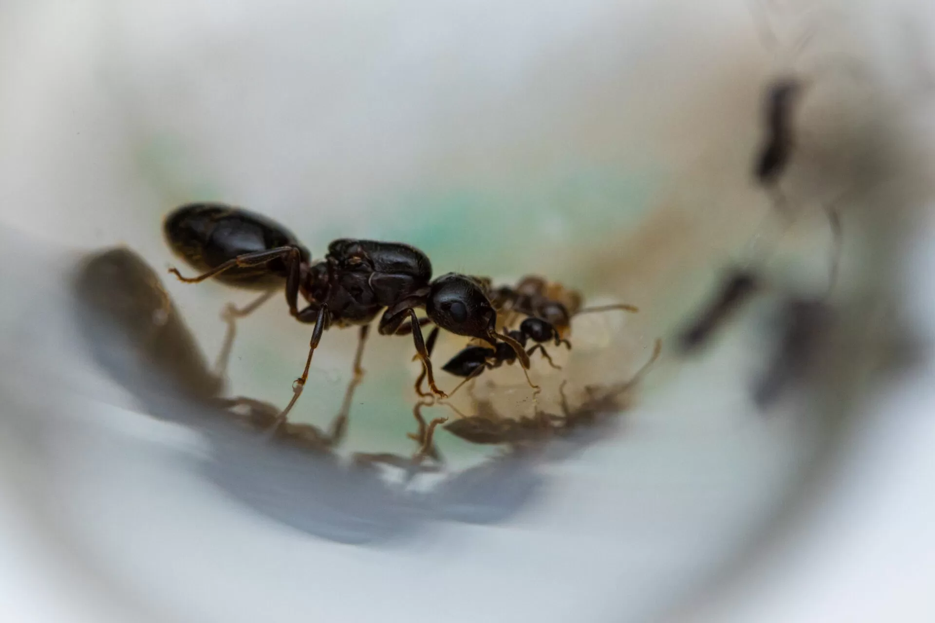 A Crematogaster cerasi queen and her small colony.