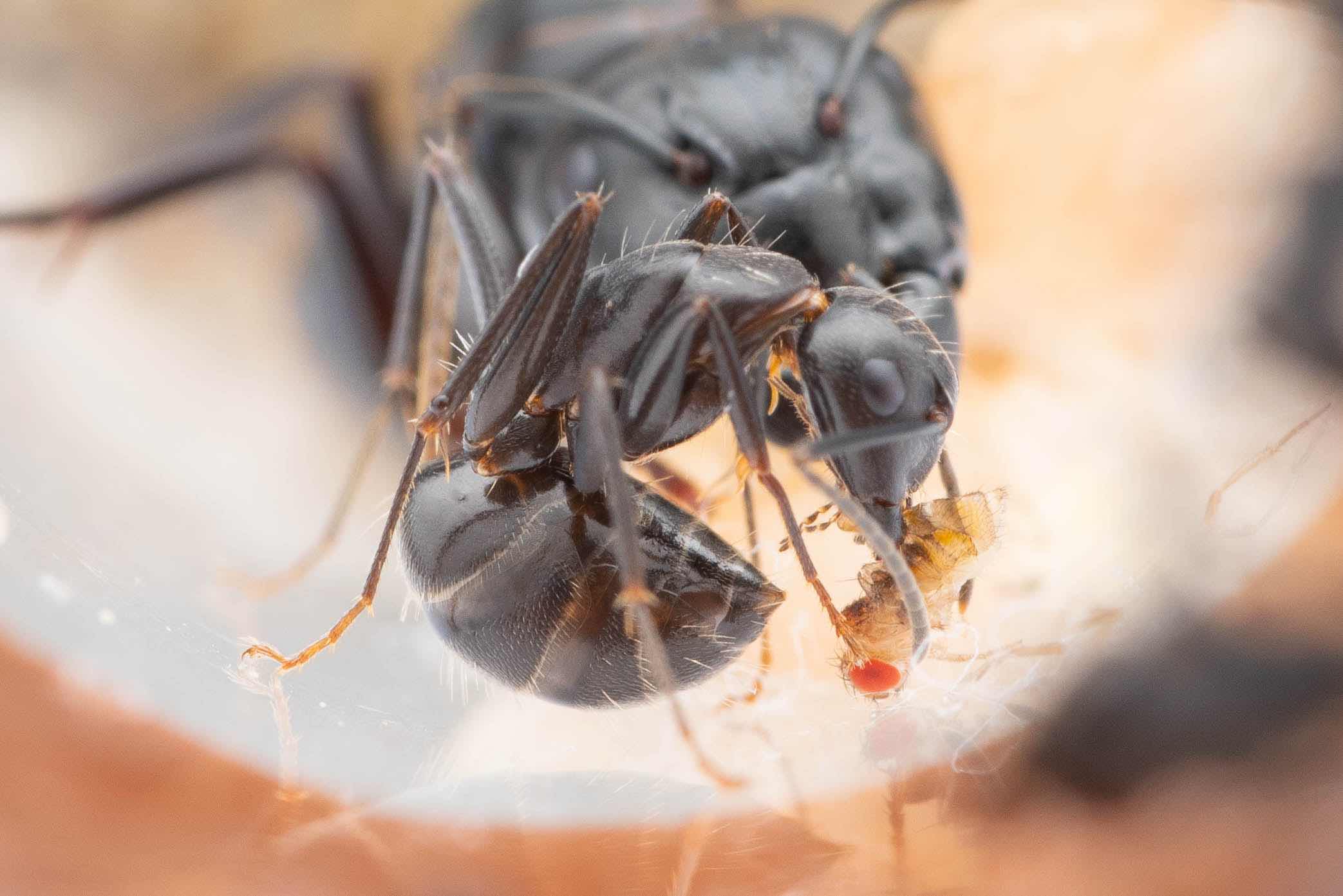 A C. pennsylvanicus worker dabs formic acid onto a fruitfly. Photo courtesy of Max Hike.