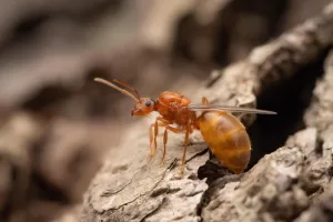 A Prenolepis imparis alate prepares to take flight.