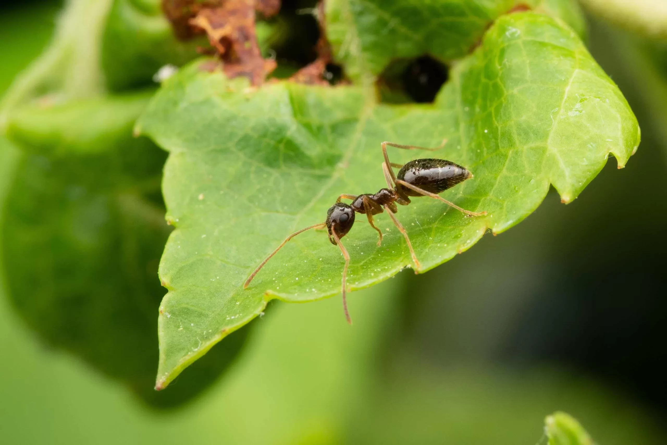 A Prenolepis imparis worker forages for food on a leaf.