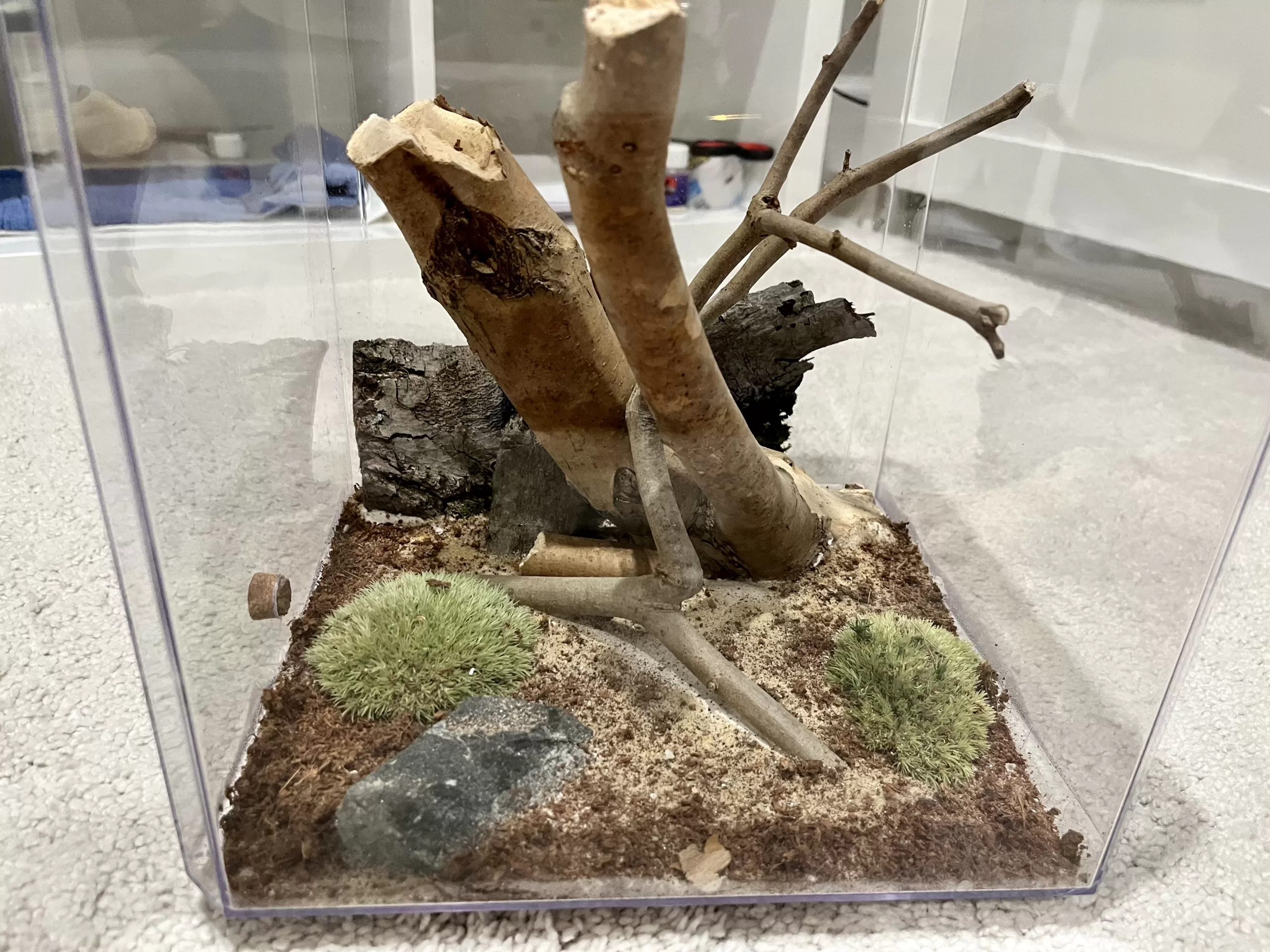 A woodland themed outworld made by kiedeerk#2768 in a 10" cube container.