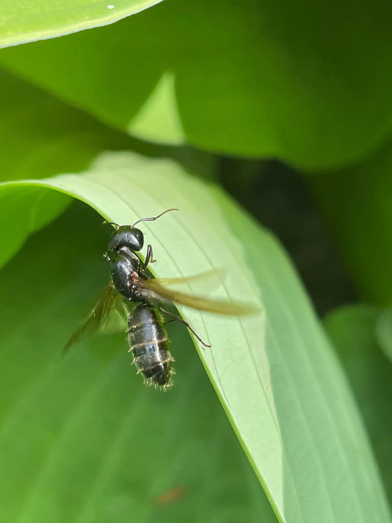 A Camponotus pennsylvanicus alate attempts to take off.