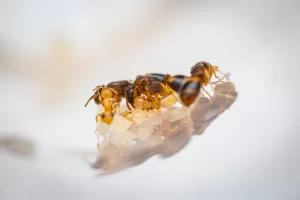 A founding Temnothorax curvispinosus colony.