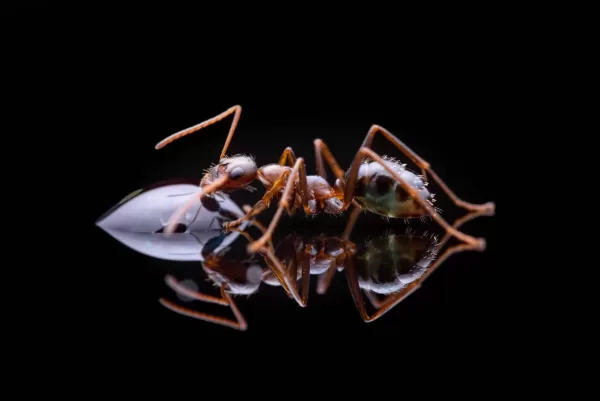 A Formica pallidefulva worker drinks sugar water. Photo courtesy of Max Hike.