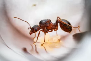 An Aphaenogaster treatae queen.